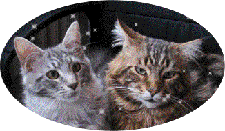 www.maine-coons-of-daisytown.de die Maine-Coon-Cattery aus Schleswig Holstein